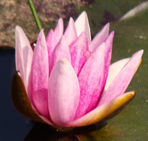 Teichpflanzen Seerosen : Nymphaea Seerose Halbzwergseerose Berthold winterhart Pflanztiefe bis 50 cm