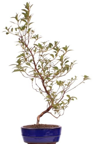 Bonsai - Jap. Satsuki Azalee 'Beniasuka', Rhododendron indicum 218/117