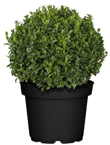 Buxus Natural Arbusto Resistente y Fácil de Cuidar Perfecta para Jardines Exteriores