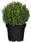 Buxus Natural Arbusto Resistente y Fácil de Cuidar Perfecta para Jardines Exteriores