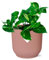 Epipremnum Pinnatum 'Aureum' in Vibes Fold rosa - 20cm - Ø14cm - Pianta d'appartamento - Sempreverde
