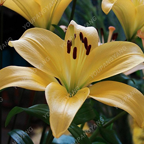 100 / bag Weiß-peruanische Lilien-Samen-peruanische Lilien-Mix (Alstroemeria) Reine Blumensamen Staudenbonsaipflanzen für Hausgarten-Blau