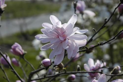 Sternmagnolie Magnolia stellata George Henry Kern 80-100 cm winterhart | Sternförmige Blüten, robust und frosthart, ideal für Beet und Kübel, sonnig bis halbschattig, langlebiger Blickfang