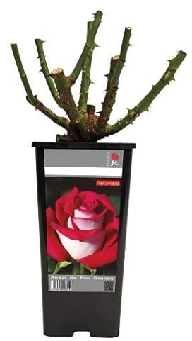 Rosal Perfumado Color Rojo Arbusto de Exterior Flores Rojas