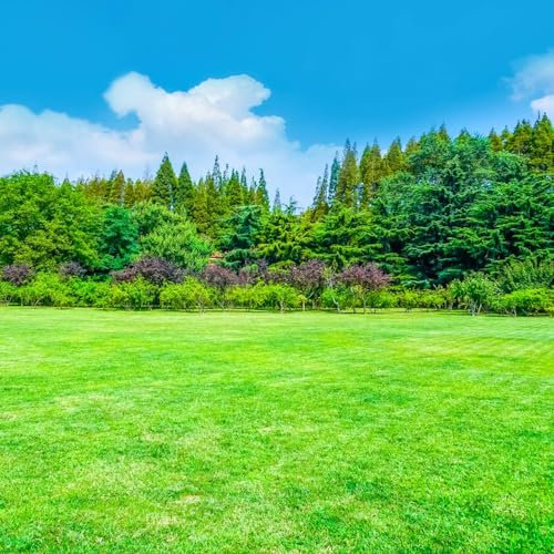 5000 pcs Rasensamen Schnellkeimend outdoor pflanzen, exotische pflanzen winterhart Zoysia Samen, Grassamen, dekopflanzen, geschenk garten gartenpflanzen, stauden winterhart Golfrasensamen