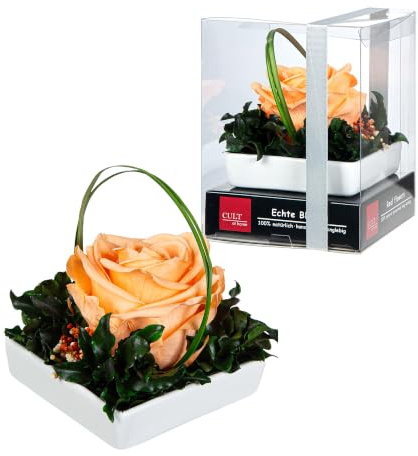 Ewige Rose Apricot in Dekoschale - echte Blumen konserviert - lange haltbar | 100 % natürlich - konservierte Blumen - langlebige Blumendeko für Zuhause, Büro, Gastronomie & Hotel - pflegeleicht