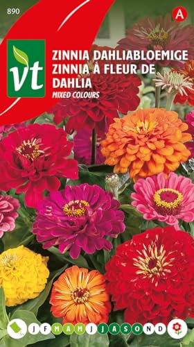 Dalia de flor de zinnia - semillas de flores