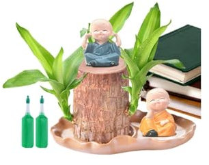 Madera de la suerte brasileña, Brasileña Planta De Madera Brasileña, Planta Hidropónica De Escritorio, Planta de Escritorio para Interiores y Oficinas para Purificar Aire