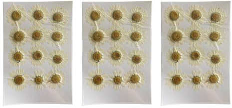 Buhdjfnke Natürliche Trockenblumen, Weißes Gänseblümchen, Gepresste für Schmuck, Nagelaufkleber, Getrocknete Chrysanthemen