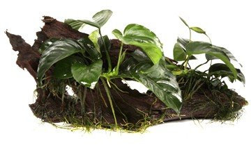 Anubias barteri var. nana on wood