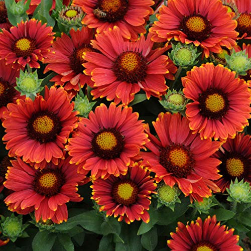 6 X GAILLARDIA Arizona RED Shades Plug Plants