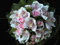 Puzzle 1000 Teile,Puzzle für Erwachsene,farbenfrohes Legespiel-Rosen, Orchideen, Blumen 70x50cm