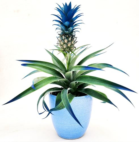 POWERS TO FLOWERS - ANANAS COLOR LIFE BLU, PIANTA DELL' ANANAS IN VASO CERAMICA AZZURRO, Pianta vera