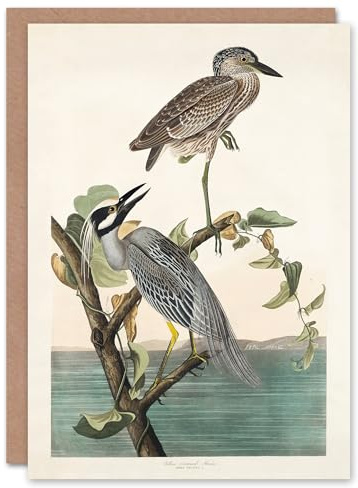 Artery8 John James Audubon Art Card Yellow Crowned Heron