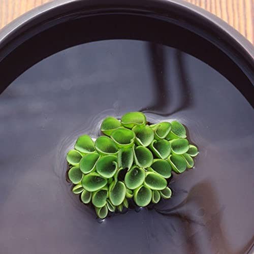 Haloppe 100 Pz Semi di Piante per la Piantagione del Giardino di Casa, Semi di Piante Giacinto D'acqua Pistia Hottonia Ludwigia Pond Decor E