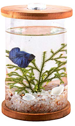 Tisch-Fischtank, entspannendes Aquarium, Aquarium, klein, Deko-Kit für Büro, Wohnzimmer, ohne Fisch