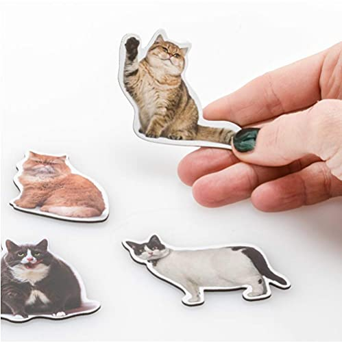 MUSTARD Lot de 12 aimants pour réfrigérateur Motif chat gras