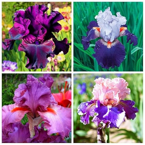 Bulbo di iris, perenne, decorazione da giardino, iris barbuto-5 Bulbis,E