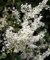 Schlingknöterich 60-80cm - Polygonum aubertii