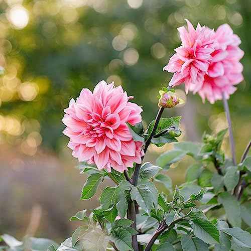 3 pcs blumenzwiebeln dahlien mehrjährig winterhart - bonsai topf blumenwiese topfpflanzen dahlie dahlia zwiebeln kräutergarten blumenzwiebeln winterhart dekopflanzen dachbegrünung