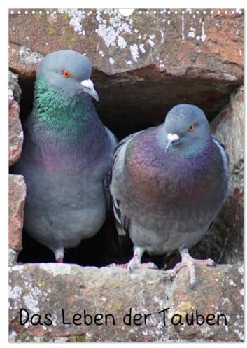 Das Leben der Tauben (Wandkalender 2026 DIN A3 hoch), CALVENDO Monatskalender: Tauben (Columbidae) (CALVENDO Tiere)