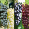 3 x Vitis Grape Vines Mix - Grow Your Own Fruit Garden - Red, White, Black, Red Grapevine