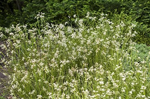 Luzula nivea 9x9 cm Topf – Winterhart, Mehrjährig, Immergrün – Schnee-Marbel – Bodendecker für Schattenbeet & Garten