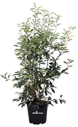 Pianta di Photinia Fraseri Red Robin Pianta di Fotinia pianta da esterno pianta da giardino pianta ornamentale di Photinia pianta da siepe pianta vera venduta da eGarden.store (Vaso 40 cm)