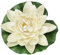 itsisa Seerose für Schwimmschale Creme D:16cm, als Teich Deko, Deko für Vogeltränke etc. - Schwimmblüte, Schwimmkerze