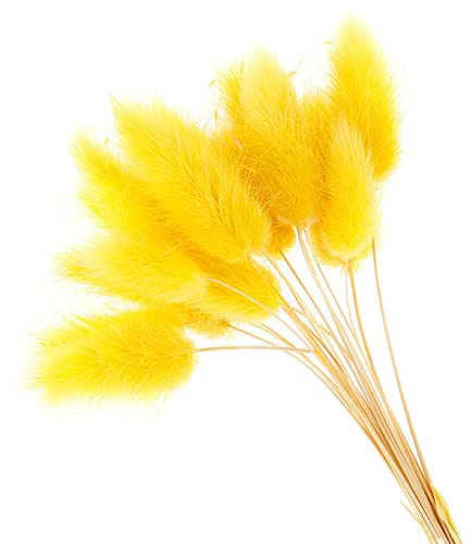 50 Stück Kaninchen Schwanz Gras Natürliche Getrocknete Blumen Plüsch Bunte Blume Kaninchen Schwanz Gras Fuchsschwanz Lange Bündel Pflanzen Dekor (gelb)