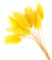 50 Stück Kaninchen Schwanz Gras Natürliche Getrocknete Blumen Plüsch Bunte Blume Kaninchen Schwanz Gras Fuchsschwanz Lange Bündel Pflanzen Dekor (gelb)