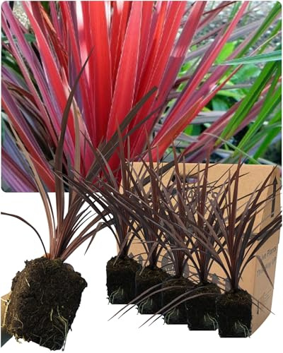 Cordyline Plants Outdoor Evergreen Perennial - 6 Large Garden Ready Burgundy-Red Foliage Hardy Cabbage Palm Trees. Established Rootball. Easy-Care Patio, Container or Border Plant. Peat Free, UK Grown