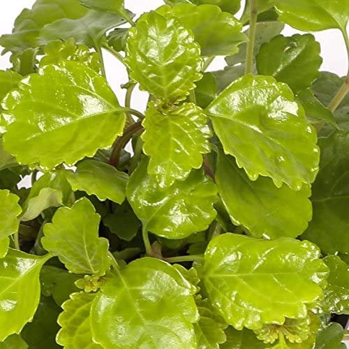 Planta del Dinero Maceta 15cm Planta de Interior y Exterior Plectranthus Verticillatus Planta del Dólar, de la Fortuna y de la Abundancia Natural
