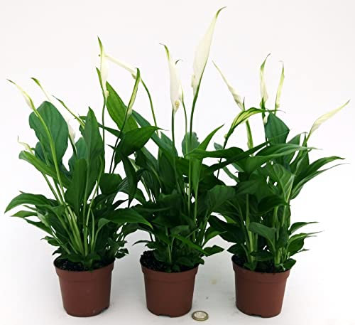POWERS TO FLOWERS - SPATIFILLO 3 PIANTE VASO 10CM, SPATHIPHYLLUM, Piante vere
