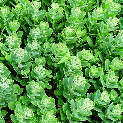 Sedum Samen Dachbegrünung, Hylotelephium, Bonsai Balkonpflanzen, Bodendecker Winterhart Mehrjährig Samen Bio Saatgut, Pflanzentopf Garden - 1000 Stück (Grün)