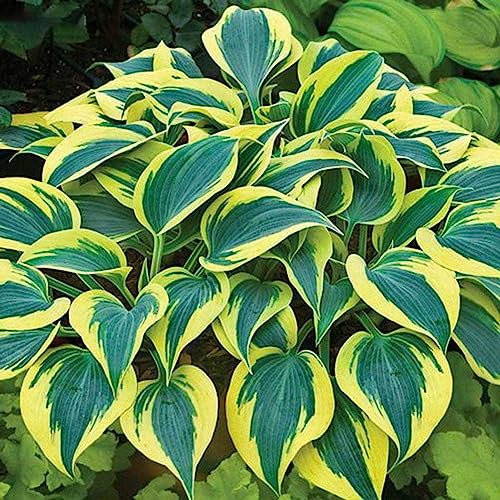 kiskick 200 semi di colore misto Hosta Plantaginea, piantaggine profumata, decorazione bonsai, pianta facile da coltivare per interni ed esterni. Regali di giardinaggio di Natale Bianco Viola Semi di