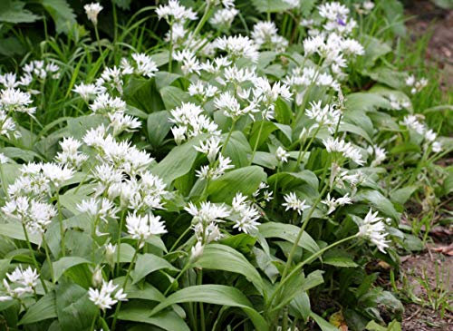 Garlic Wild - RAMSONS (Allium URSINUM) - 110 Seeds … by PRETTY WILD SEEDS