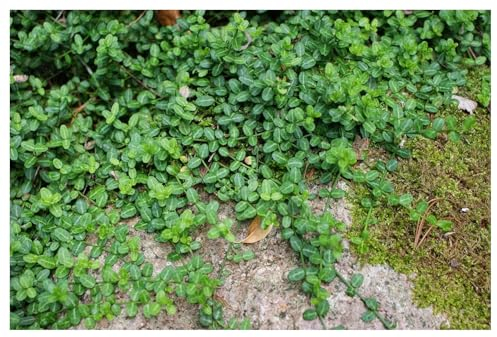 50 xEuonymus fortunei 'Minimus' (Bodendecker/Gehölz/Winterhart/Mehrjährig/Immergrün) Kleinblättrige Teppichspindel - Dicht, pflegeleicht und vielseitig einsetzbar - von Stauden Gänge