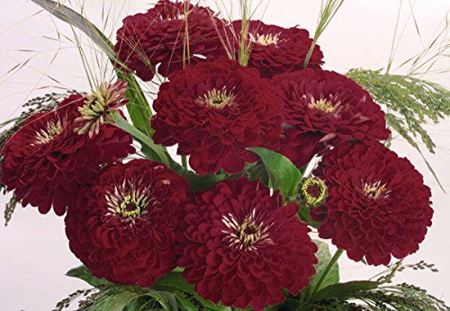 Dahlienblüher ZinnieViolette Königin - samen