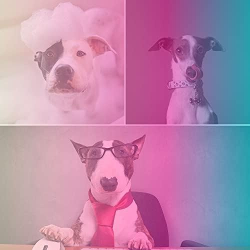 Deluxe Background for Peaceful Puppy Time