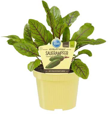 Bio Sauerampfer rotblättrig (Rumex sanguineus), Kräuter Pflanzen aus nachhaltigem Anbau, (1 Pflanze)