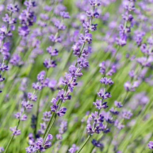 GreenboutiQ - Heckenpflanzen - Lavandula angustifolia Hidcote - graues Blatt - 6 Pflanzen - 1 laufender Meter - immergrün - Topf 17cm Höhe 30cm