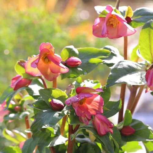 christrosen blumenbeet, exotische winterhart christrose christrosensamen bodendecker winterhart mehrjährig gartenblumen zimmerpflanzen 65samen