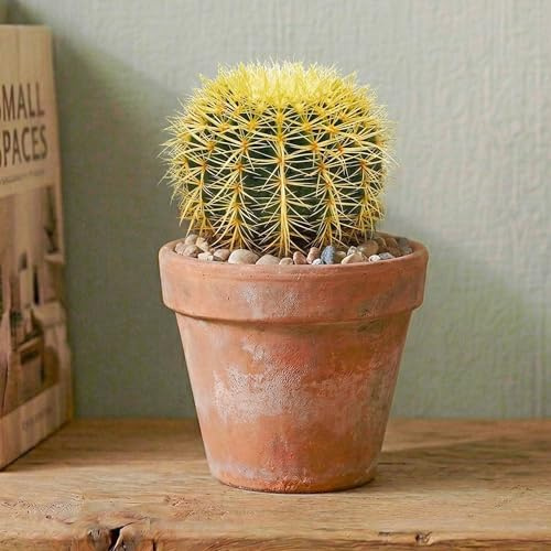 Echinocactus Grusonii “Cuscino della Suocera” GardenersDream in vaso Fantastica pianta grassa da interno con spine dorate, ideale per purificare l'aria su scrivanie e mensole