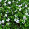 1 X VINCA MINOR 'ALBA' KLEINES IMMERGRÜNER STRAUCH GARTENPFLANZE IM TOPF