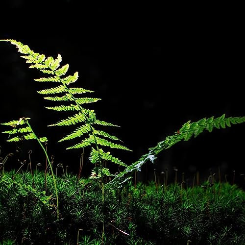 100 Stücke Farne Zimmerpflanzen Samen, Bodendecker Winterhart Mehrjährig (Pteridophyta) Farne Samen, Bio Saatgut, Rankpflanze Farne Winterhart Für Garten Sonne Samen, Wilder Wein Winterhart,