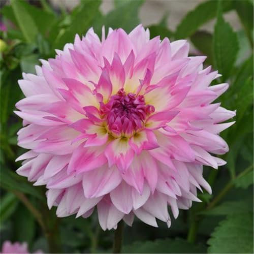Dahlienzwiebeln, dahlienknollen kaufen winterharte Staude, Gartendekoration, wächst gut in Töpfen, blüht im Sommer-5zwiebeln-D