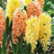 Hyazinthen zwiebeln winterhart,Hyazinthen knollen kaufen,duftend, einfach zu züchten, Blumenzwiebeln, Grünpflanzen, Garten, große Blumen-5zwiebeln-D