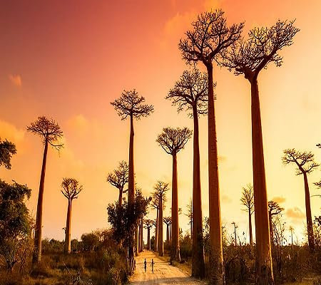 Neue, frische 40 Stuck Baobab-Baum:Seeds Only