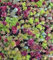 Sedum fresco mezclado 50 seedssucculents Desempeño Excelente Cobertura del Suelo